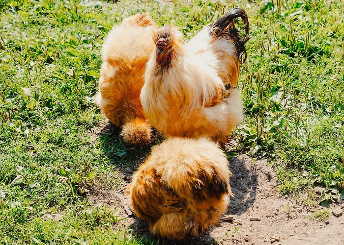 Natursee-chalet,spa Mit Hot Tub,jacuzzi,sauna,ponyhof,angeln