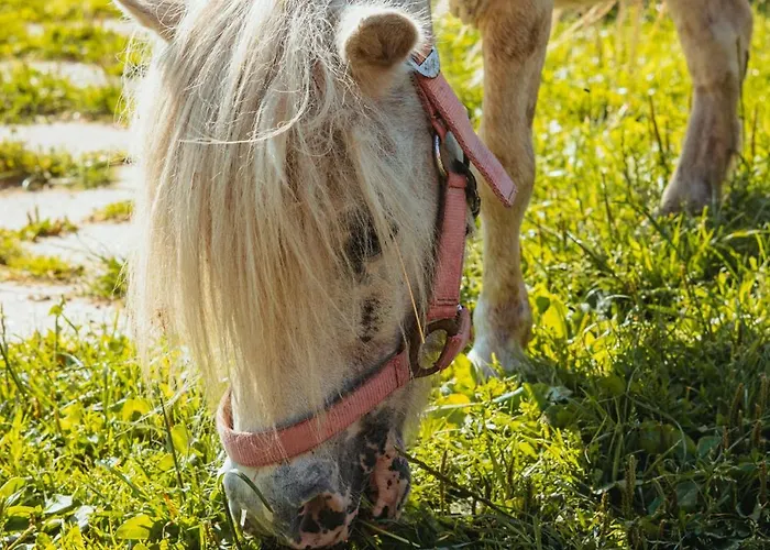 Natursee-chalet,spa Mit Hot Tub,jacuzzi,sauna,ponyhof,angeln Chalet Twist